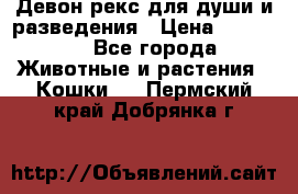 Девон рекс для души и разведения › Цена ­ 20 000 - Все города Животные и растения » Кошки   . Пермский край,Добрянка г.